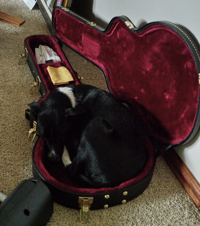 Dog in a guitar case